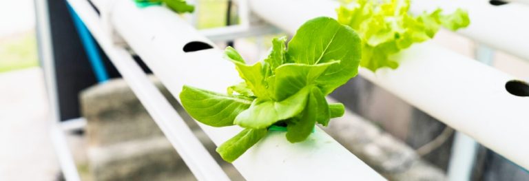 Hydroponic growing technology advancements