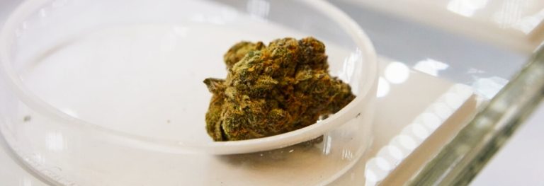 The future of cannabis